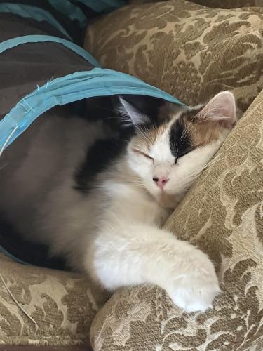 Lost Female Cat last seen Purnell and Oneal RD Wake Forest , Wake Forest, NC 27587