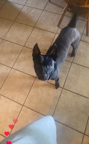 Lost Female Dog last seen 12th and Lawton, Moore, OK 73160