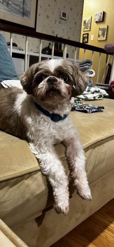 Lost Male Dog last seen Woodburn Corners and Claymore Dr. Plano TX 75075, Plano, TX 75075