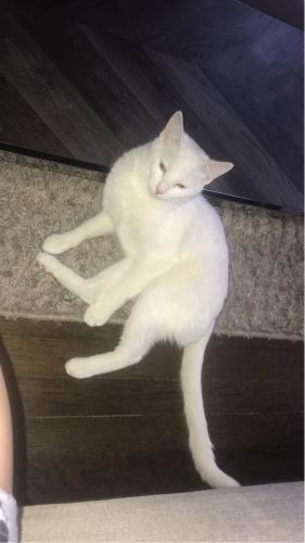 Lost Female Cat last seen Irving park and Long, Chicago, IL 60641