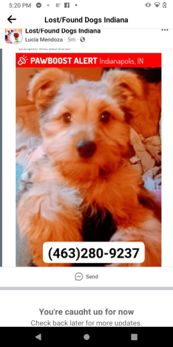 Lost Female Dog last seen Near West Michigan Street , Indianapolis, IN 46222