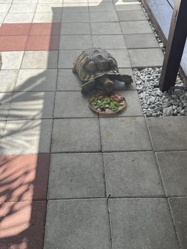 Lost Female Reptile last seen North 66th avenue and Sheridan street , Hollywood, FL 33024