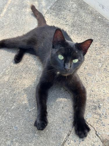 Found/Stray Male Cat last seen Near Lewis Rd. Gastonia, NC 28052, Gastonia, NC 28052