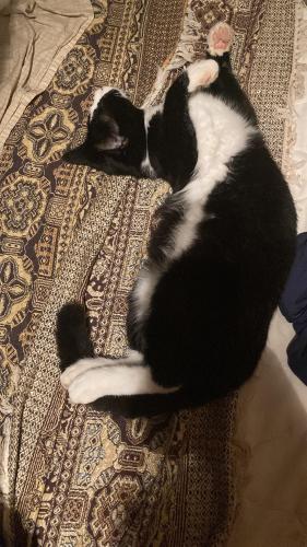Lost Male Cat last seen Fruit and spice park, Homestead, FL 33031