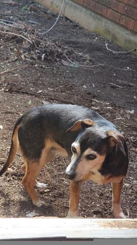 Lost Female Dog last seen 44th and Cinderella , Oklahoma City, OK 73129