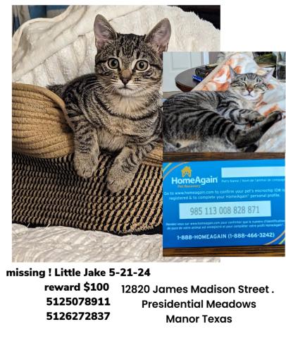 Lost Male Cat last seen Theodore Roosevelt St. , Manor, TX 78653