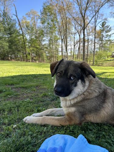 Lost Female Dog last seen Near South , Crossville, TN 38555
