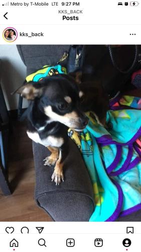 Lost Male Dog last seen 20th ave, Oakland, CA 94606