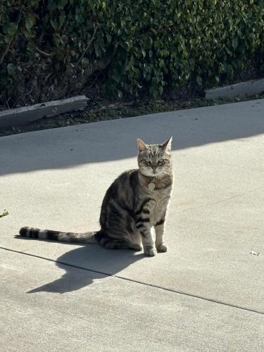 Lost Female Cat last seen Krueger Street and Higuera, Culver City, CA 90232