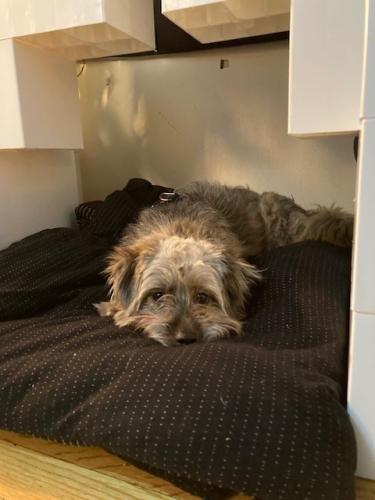 Lost Male Dog last seen 170th Street & PARSONS , Queens, NY 11365