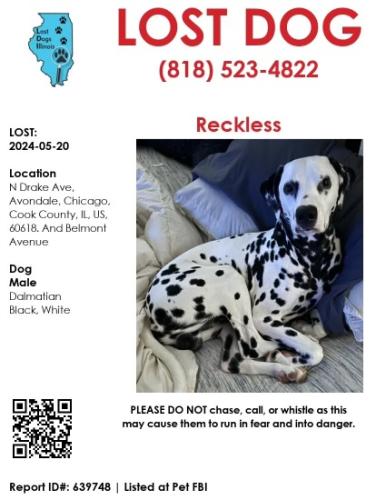 Lost Male Dog last seen Drake and Belmont, Chicago, IL 60618