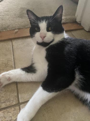 Lost Male Cat last seen Albion and Abbey , North Royalton, OH 44133