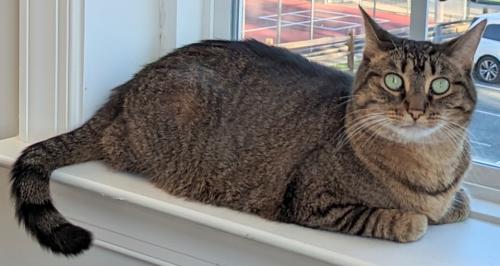 Lost Female Cat last seen North Main and East Gordon St, Bel Air, MD 21014