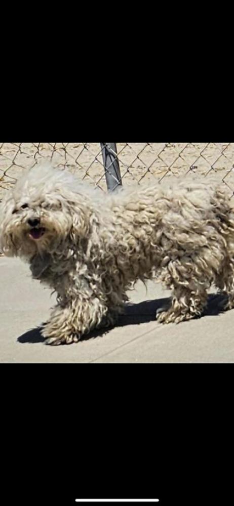 Shelter Stray Female Dog last seen Adams & Temperance, Fresno Zone Fresno CO 2 93706, CA, Fresno, CA 93706