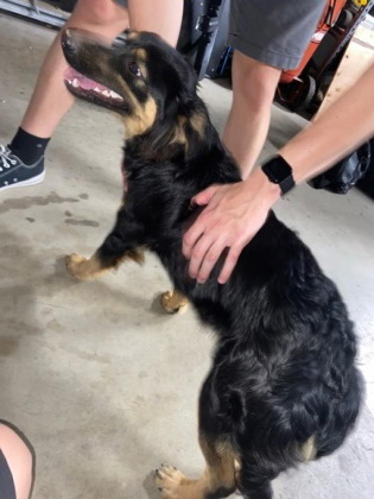 Shelter Stray Male Dog last seen Chesnut & Plymouth, Fresno Zone Fresno City B 93720, CA, Fresno, CA 93706