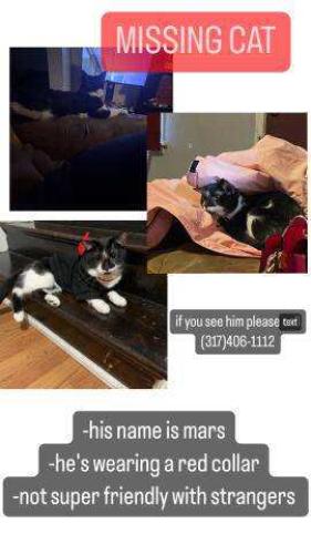 Lost Male Cat last seen East Washington street and Jenny lane, Indianapolis, IN 46201