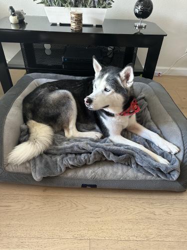 Lost Male Dog last seen View heights, Los Angeles, CA 90043