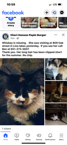 Lost Female Cat last seen Lino Lakes MN , Lino Lakes, MN 55014