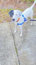 Lost Male Dog last seen barely used pets shelter had him in Urbana,Ohio, Urbana, OH 43078