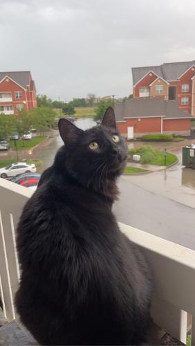 Lost Male Cat last seen 159th and Metcalf behind the walmart, Overland Park, KS 66085