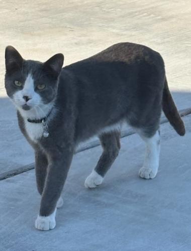 Lost Male Cat last seen Runaway Bay Bermuda Dunes , Bermuda Dunes, CA 92203