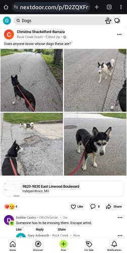Lost Female Dog last seen Near Harvard Avenue Independence Missouri 64052 , Independence, MO 64052