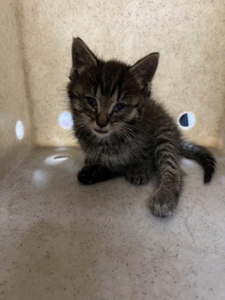Shelter Stray Male Cat last seen Dallas, NC , Gastonia, NC 28052