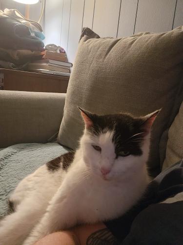 Lost Female Cat last seen Driveway by Old US 70 W and Orchard St, Old Fort, NC 28762