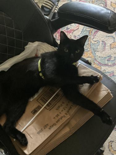 Lost Male Cat last seen Ypsilanti Ave and Stanley Ave, Pontiac, MI 48340