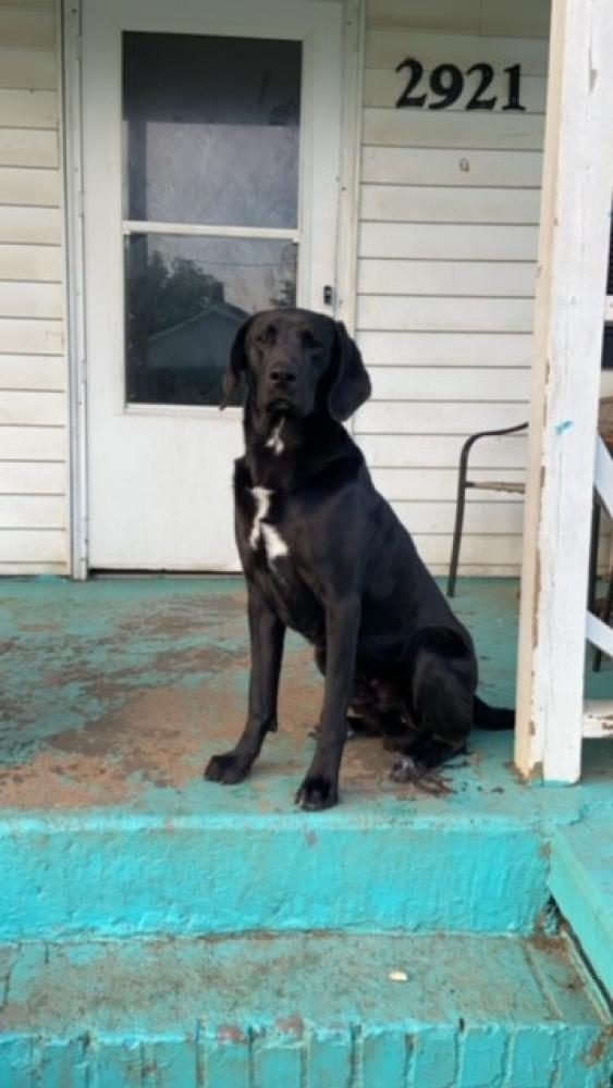 Shelter Stray Male Dog last seen Gastonia, NC 28054, Gastonia, NC 28052