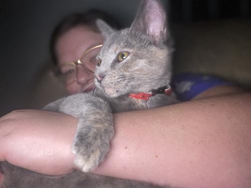 Lost Female Cat last seen Near Kitley Speedrome , Indianapolis, IN 46219