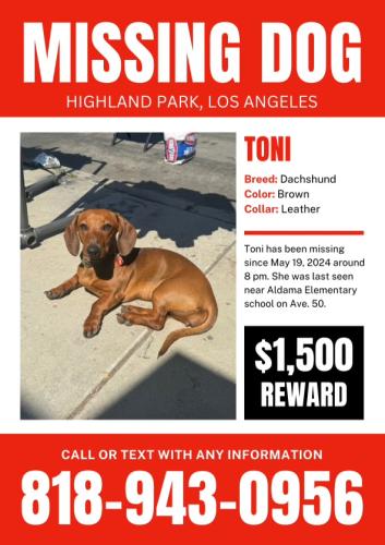 Lost Female Dog last seen N Ave 50, Los Angeles, CA 90042