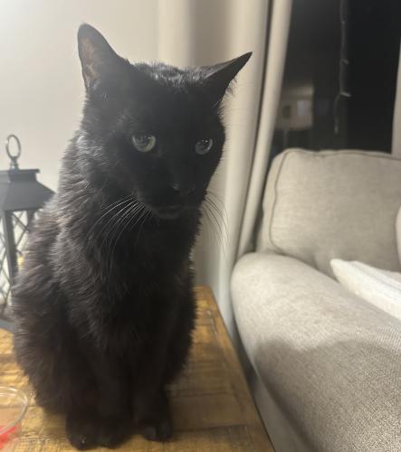 Lost Male Cat last seen Hopewell Road or Creek Road Downingtown , Downingtown, PA 19335
