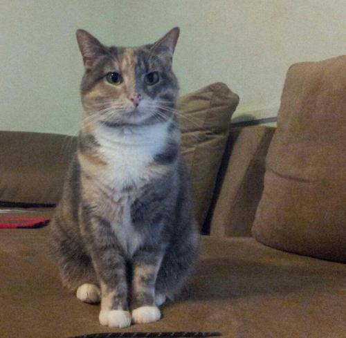 Lost Female Cat last seen wilshire  and toplea, Euless, TX 76040