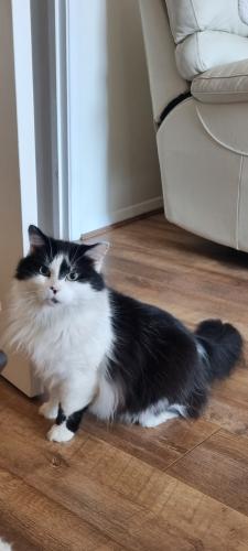Lost Male Cat last seen Catharine Close, RM16 , Chafford Hundred, England RM16 6QH