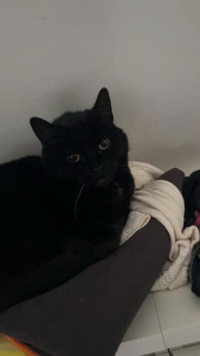 Lost Female Cat last seen Brighton road, around the roundabout, in some bushes , Pease Pottage, England RH11 9YA