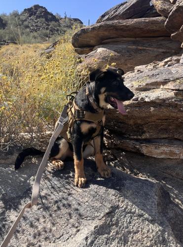 Lost Male Dog last seen Alvernon and Valencia , Tucson, AZ 85706