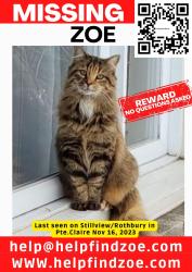 Lost Female Cat last seen Near Stillview Avenue, Pointe Claire, QC, Pointe-Claire, QC H9R 2X8