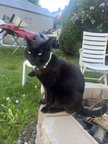 Lost Male Cat last seen Pennsylvania Ave, Yonkers, NY 10707