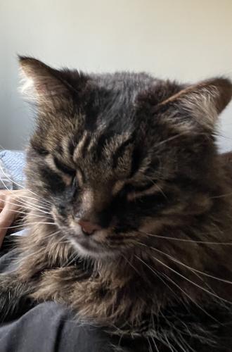 Lost Male Cat last seen Pape and O’Connor , Toronto, ON 
