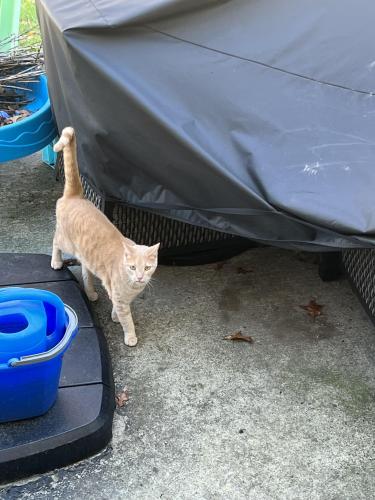 Lost Male Cat last seen Upper Albany or Little Turtle, Columbus, OH 43081