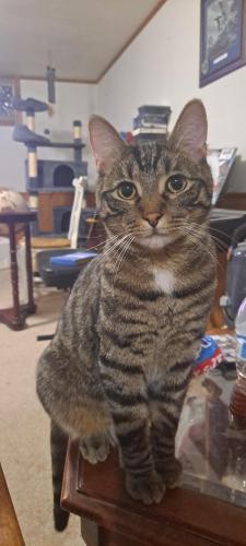 Lost Male Cat last seen Near MacKenzie,  ph# , North Olmsted, OH 44070