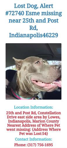 Lost Female Dog last seen 25th and Post Rd, Indianapolis, IN 46229