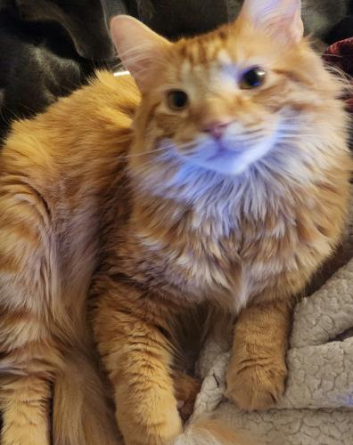 Lost Male Cat last seen 52nd and Mitthoefer, Indianapolis, IN 46235
