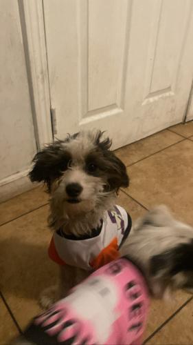Lost Male Dog last seen 108st and Broadway st , Los Angeles, CA 90061