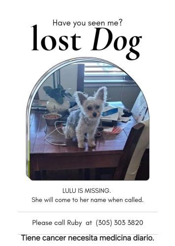 Lost Female Dog last seen Marlins stadium area, Miami, FL 33125