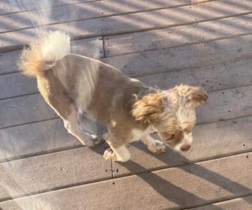 Found/Stray Male Dog last seen Rocky Ford Rd, Newton NC, Newton, NC 28658