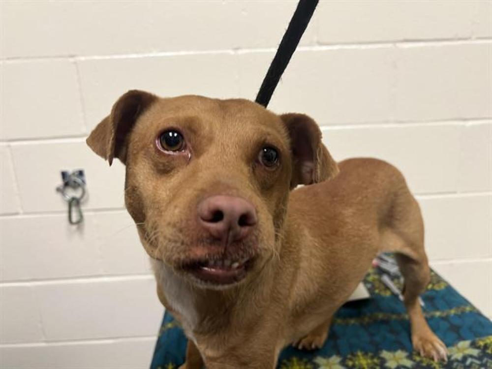 Shelter Stray Male Dog last seen MARIPOSA/GREENBACK, Auburn, CA 95603