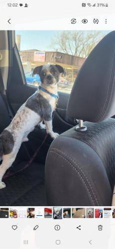 Lost Male Dog last seen Roosevelt and independence, Chicago, IL 60624