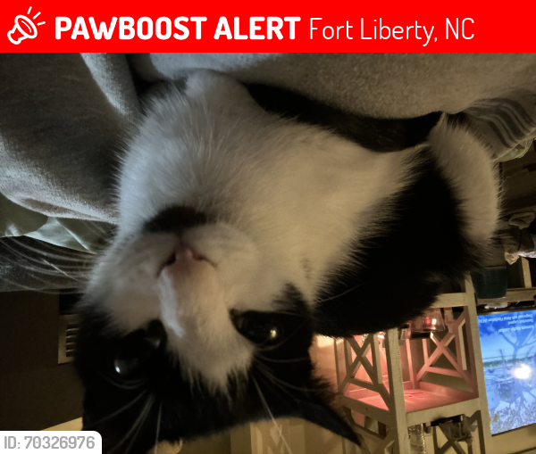 Lost Female Cat last seen Volturno St, Fort Liberty, NC 28307